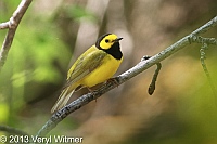 Hooded Warbler, The Ramble, Central Park, NY, May 16, 2013