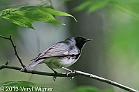 Black-throated Blue Warbler, The Ramble, Central Park, NY, May 17, 2013