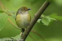 White-eyed Vireo, The Ramble, Central Park, NY, May 18, 2013