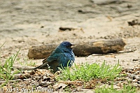 Indigo Bunting, The Ramble, Central Park, NY, May 18, 2013