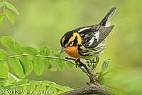 Blackburnian Warbler, Shakespeare Garden, Central Park, NY, May 18, 2013