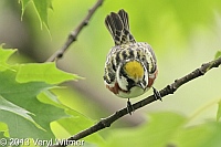 Chestnut-sided Warbler, Shakespeare Garden, Central Park, NY, May 18, 2013