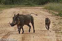 Kruger National Park, Mpumalanga, South Africa, Warthog, with young, warthogs