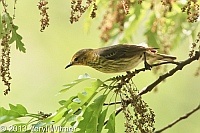 Cape May Warbler, female, Central Park, NY, May 16, 2013