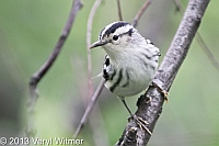 Black-and-White Warbler, The Ramble, Central Park, NY, May 15, 2013