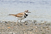 killdeer, suffolk county, ny veryl, witmer