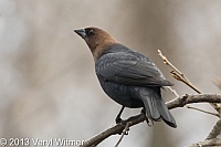 Brown-headed Cowbird, The Ramble, Central Park, NY, April 16, 2013