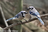 Blue Jays, April 22, 2013, The Ramble, Central Park, NY