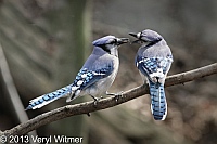 blue jay, the ramble, central park