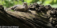 mourning dove, central park, the ramble