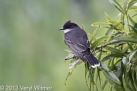 eastern kingbird, turtle pond, central park, ny, june, 2013 veryl, witmer