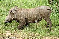 Kruger National Park, Mpumalanga, South Africa, Warthog
