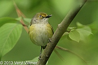 White-eyed Vireo, The Ramble, Central Park, NY, May 18, 2013