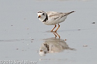 Piping plover, nickerson beach, long beach, ny, veryl, witmer