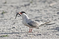 common tern, nickerson beach, long beach, ny, veryl, witmer