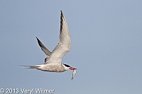 common tern, nickerson beach, long beach, ny, veryl, witmer