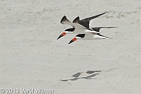 black skimmers, nickerson beach, long beach, ny, veryl, witmer