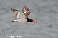 american oystercatcher, nickerson beach, long beach, ny, veryl, witmer