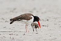 american oystercatcher, chick, nickerson beach, long beach, ny, veryl, witmer