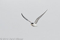 least tern, nickerson beach, long beach, ny, veryl, witmer