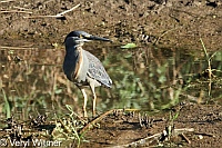 Green-backed Heron, Kruger National Park, Mpumalanga, South Africa