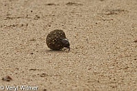 Kruger National Park, Mpumalanga, South Africa, Dung Beetle