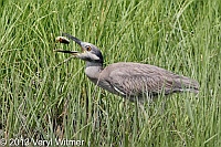 yellow-crowned night-heron, marine nature study area, veryl, witmer