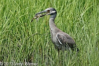 yellow-crowned night-heron, marine nature study area, veryl, witmer