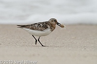 sanderling, fire island, suffolk county, ny, veryl, witmer, feeding