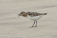 sanderling, fire island, suffolk county, ny, veryl, witmer, feeding