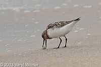 sanderling, fire island, suffolk county, ny, veryl, witmer, feeding