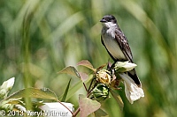 Eastern kingbird, central park, turtle pond, veryl, witmer