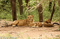 Cub, Kruger National Park, Lion, Mpumalanga, South Africa
