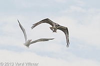gull chasing osprey, osprey with fish, fire island, ny, veryl, witmer