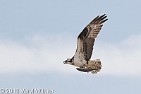 osprey with fish, fire island, ny, veryl, witmer