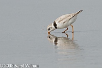piping plover, nickerson beach, long beach, ny