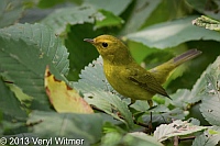 wilson's warbler, the ramble, central park,, ny