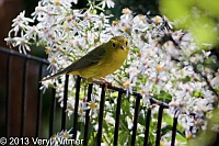 wilson's warbler, central park, the ramble, veryl, witmer