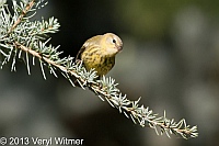 cape may warbler, central park, ny, veryl, witmer