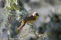 cape may warbler, central park, ny, veryl, witmer