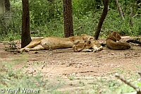 Cub, Kruger National Park, Lion, Mpumalanga, South Africa