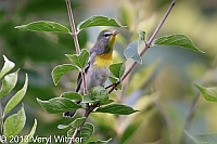 northern parula, central park, ny, veryl, witmer