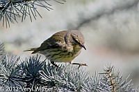 cape may warbler, central park, ny, veryl, witmer