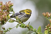 veryl, witmer, black-throated green warbler, central park