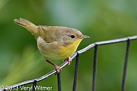 Common Yellowthroat, Central Park, NY, October 4, 2013, birds of central park, veryl, witmer