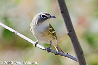 Blue-headed Vireo, The Great Hill, Central Park, NY, October 12, 2013, central park birds, Veryl, Witmer