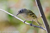 Blue-headed Vireo, The Great Hill, Central Park, NY, October 12, 2013, central park birds, veryl, witmer