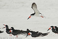 black skimmers, nickerson beach, long beach, ny, veryl, witmer