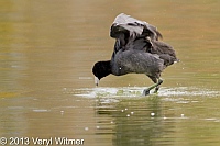 American Coot, Central Park, NY, October 30, 2013, veryl, witmer