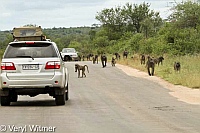 Baboon, Kruger National Park, Mpumalanga, South Africa, Troop